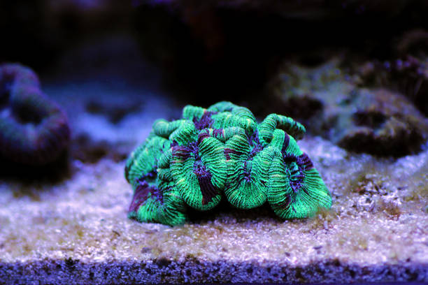Wellsophyllia folded open brain LPS coral