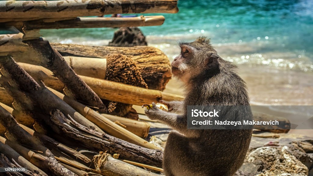 A street monkey sits on the sand against the background of the sea. Baboon Stock Photo