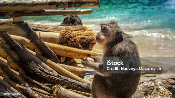 A Street Monkey Sits On The Sand Against The Background Of The Sea Stock Photo - Download Image Now