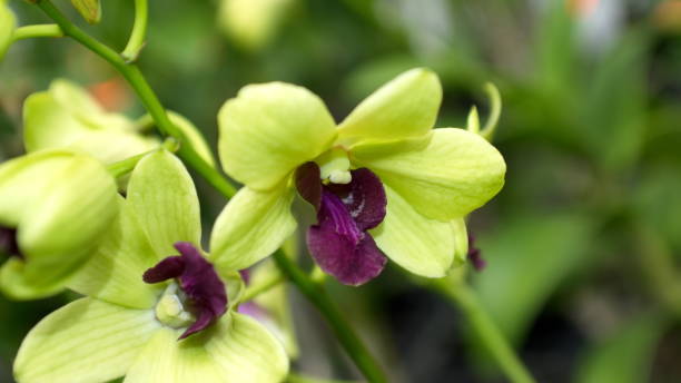 orquídea púrpura y amarilla - 11207 fotografías e imágenes de stock