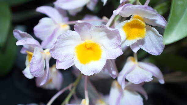 istock White orchid with a yellow center 1209259742