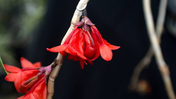 маленькие красные орхидеи - 11246 стоковые фото и изображения