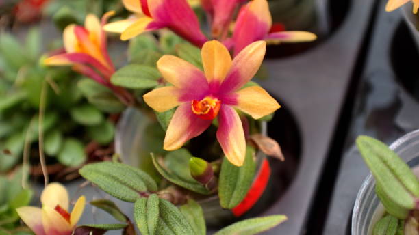 kleine lila und gelbe orchideen in einem topf - 11270 stock-fotos und bilder