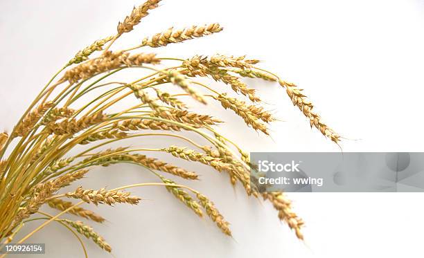 Weizen Auf Weiß Stockfoto und mehr Bilder von Farbbild - Farbbild, Fotografie, Getreide