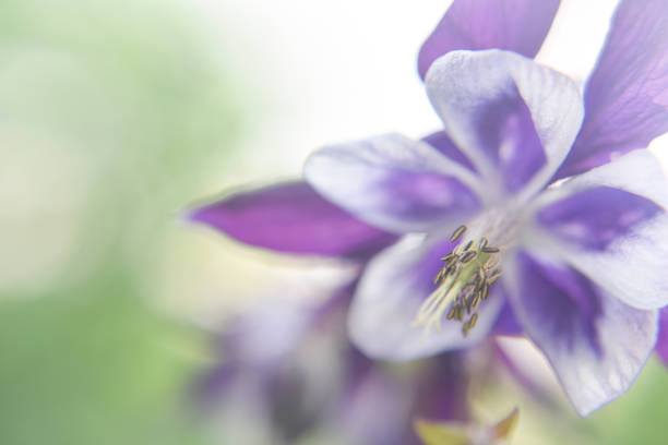 Selective focus at the edges of iris petals. Close look at the iris flower during spring time. Nature and floral concept.