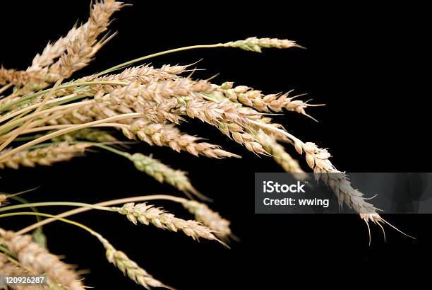 Herbst Weizen Auf Schwarz Stockfoto und mehr Bilder von Schwarzer Hintergrund - Schwarzer Hintergrund, Weizen, Farbbild
