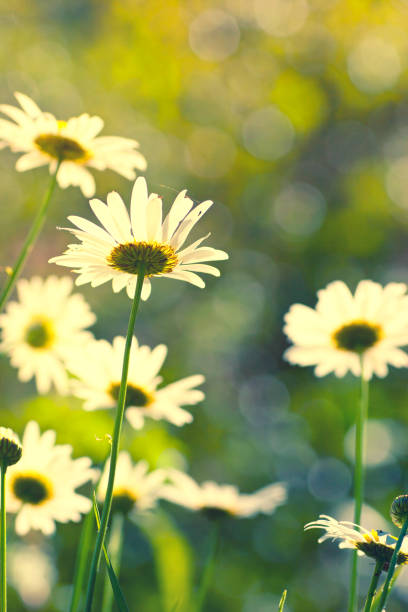 istock Wild camomiles growing to sunlight 1209263256