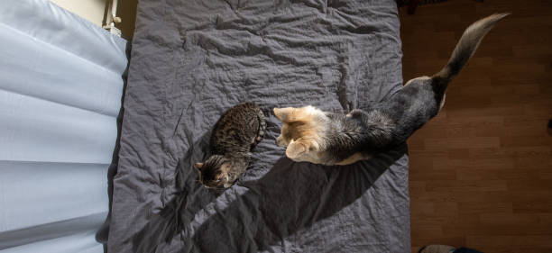 istock Curious dog with cat on bed at home 1209263863