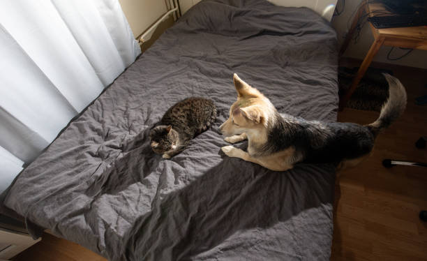 istock Curious dog with cat on bed at home 1209263868