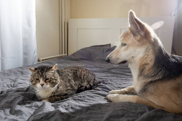 istock Focused dog watching cat on bed at home 1209263871