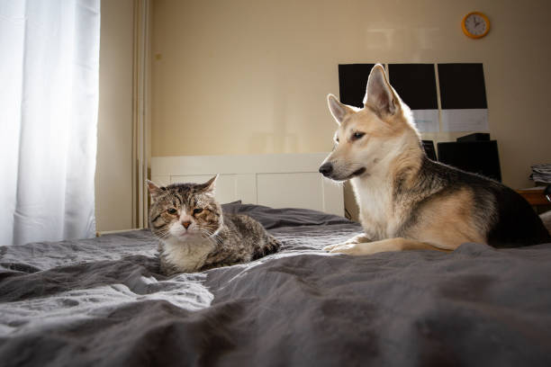 istock Unhappy cat with dog on bed at home 1209263875