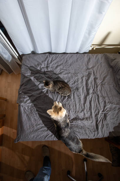 istock Curious dog with cat on bed at home 1209263876