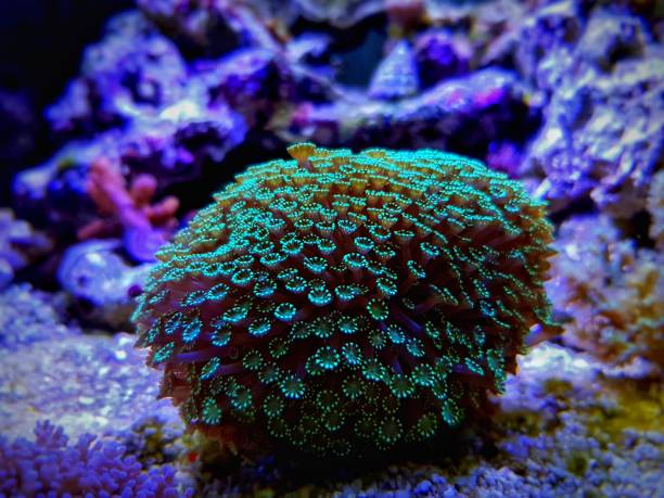 istock Green Flower Pot Coral
(Goniopora sp.) 1209263971