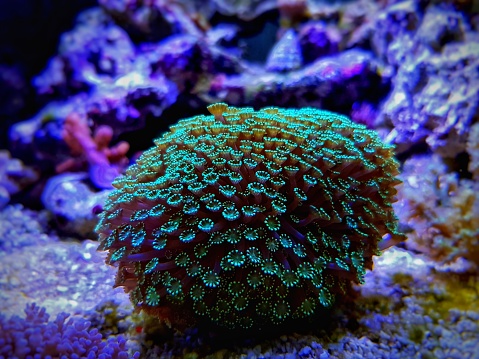 Flower Pot Coral\n(Goniopora sp.)