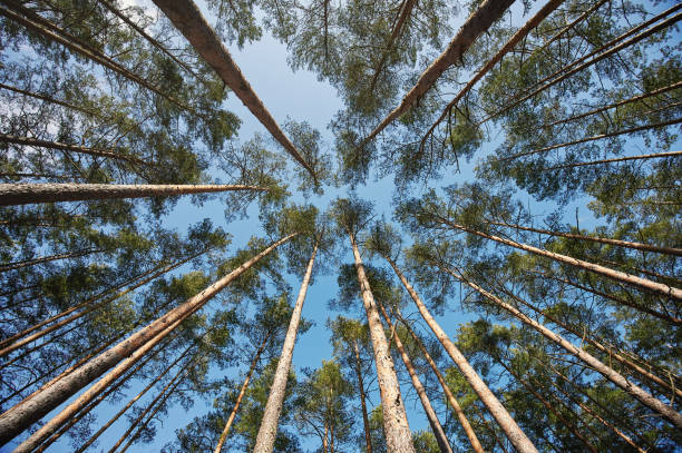 istock Evergreen trees wood branch 1209264947