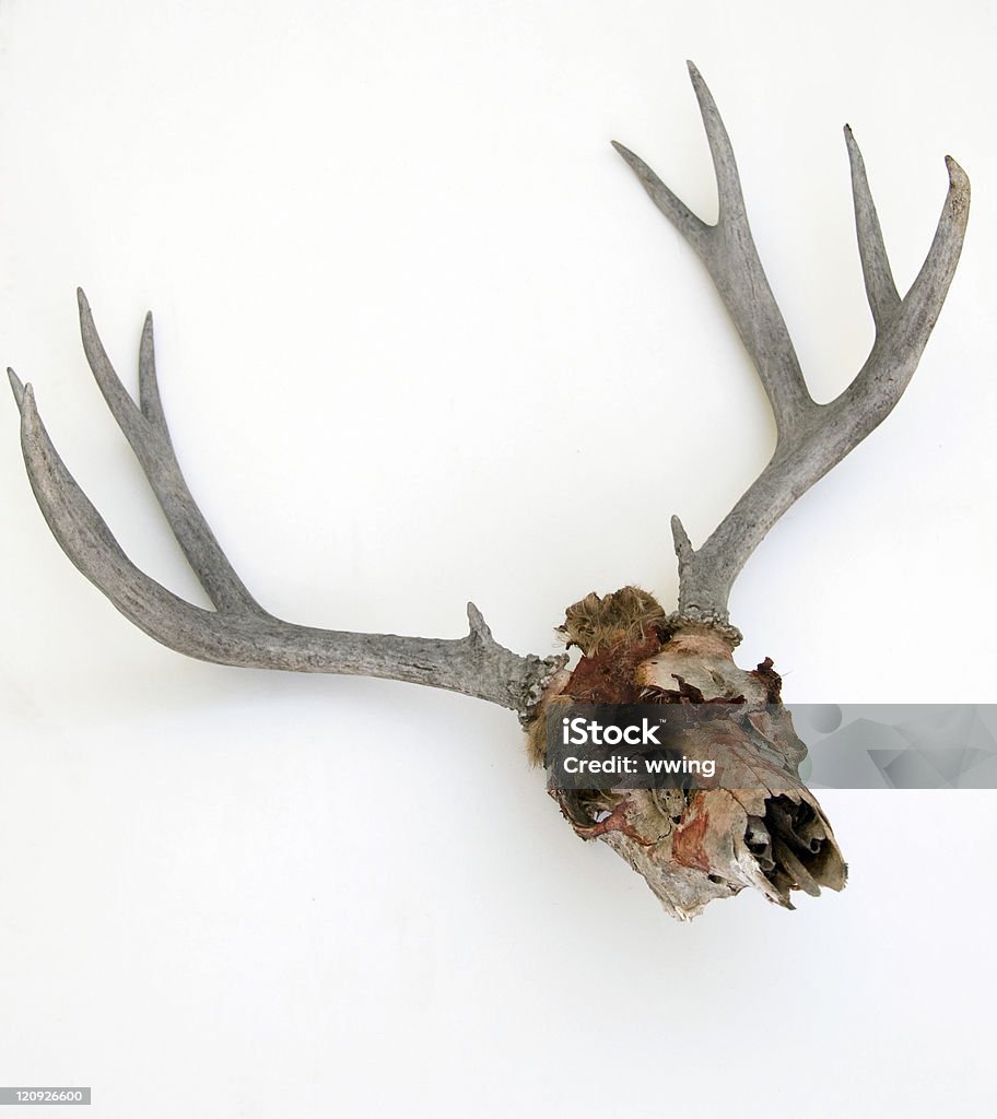 Ягуар Kill - Стоковые фото Белохвостый олень роялти-фри
