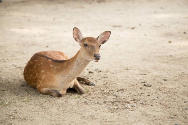 istock Portrait of a small deer lying on the ground 1209266911