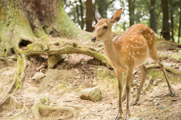 istock Photograph of scared little deer 1209267342