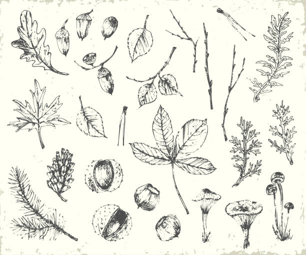 illustrazioni stock, clip art, cartoni animati e icone di tendenza di illustrazione botanica dell'inchiostro disegnato a mano - autumn backgrounds biology botany