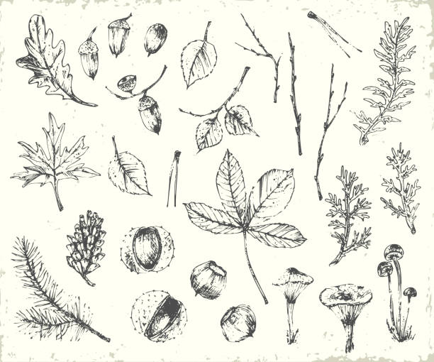 ręcznie rysowana ilustracja botaniczna z tuszem - peat moss obrazy stock illustrations