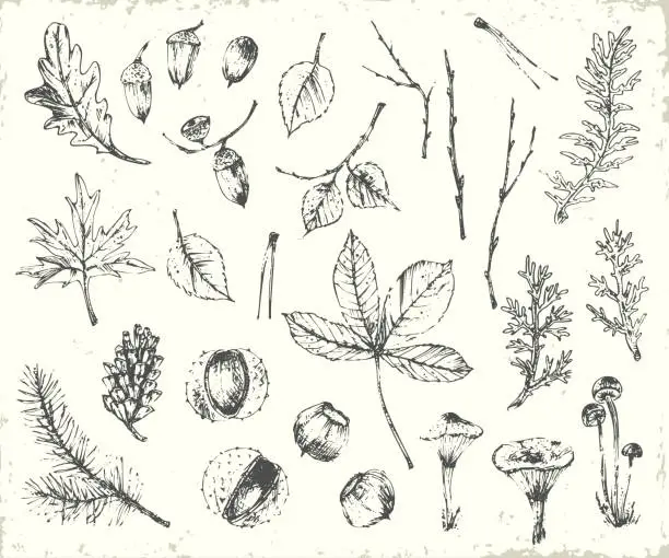 Vector illustration of Hand drawn ink botanical illustration