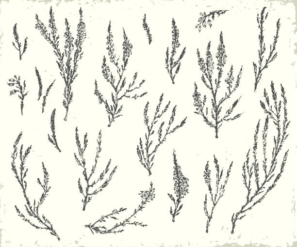 Hand drawn ink botanical illustration. Hand drawn ink botanical illustration. Forest heather plant branches with leaves and flowers. Elements for ecological design. heather flower stock illustrations