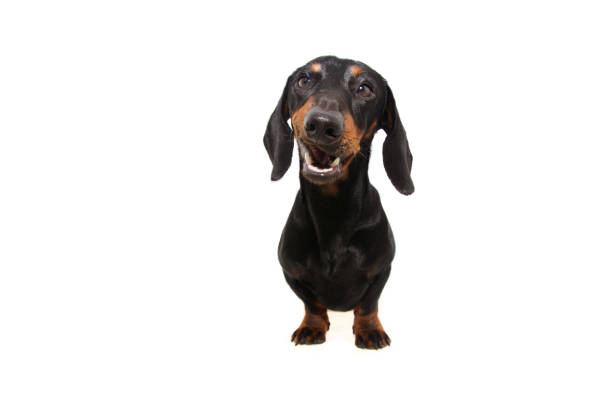 istock Active dachshund puppy dog making a funny happy face. Isolated on white background. 1209270366