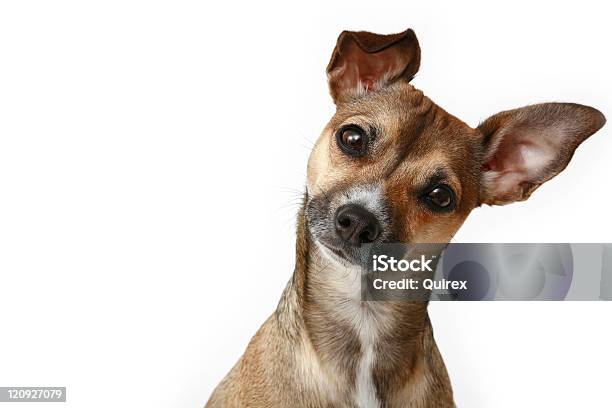 Inquisitive Chihuahua Stock Photo - Download Image Now - Dog, White Background, Puppy