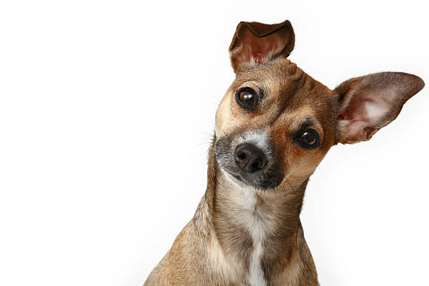 inquisitivo chihuahua - isolated dog animal puppy imagens e fotografias de stock