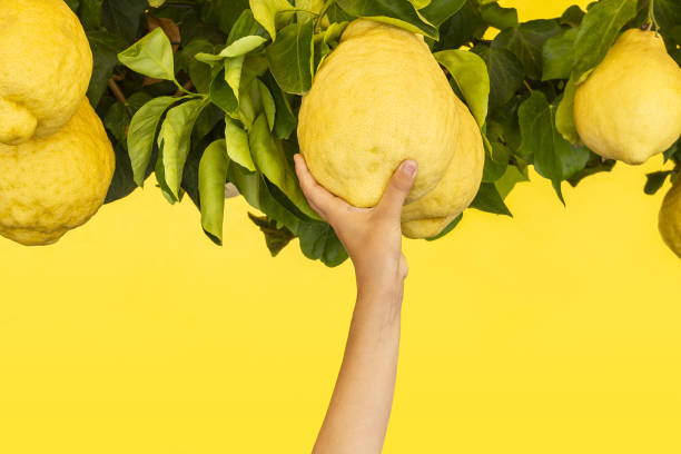 limões frescos grandes com folhas na mão das crianças em fundo amarelo, copiar tempero - close up women horizontal citrus fruit - fotografias e filmes do acervo