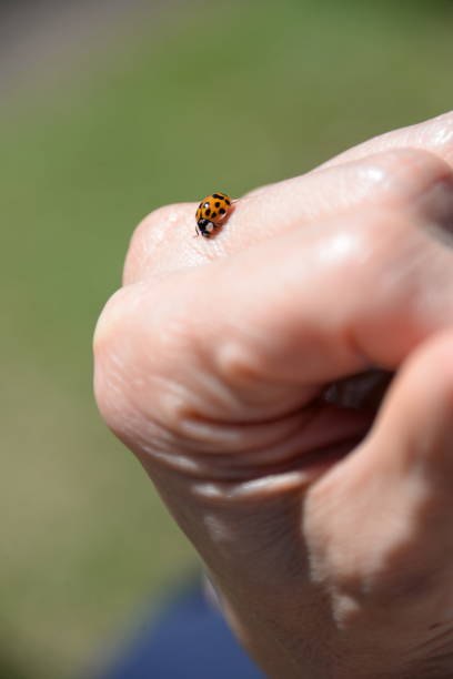 istock Ladybug friendly in a Brazilian park 1209271126