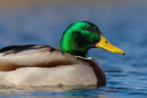 istock Male mallard duck close up 1209273967