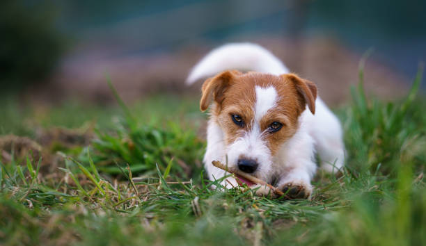 istock The puppy eats a bone outside. Dog Jack Russell Terrier. 1209275384