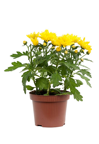 istock Decorative yellow chrysanthemum in pot 120927573