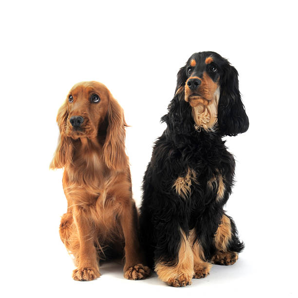istock english cockers 120927676