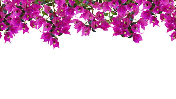 Seamless floral frame, mockup. Beautiful flowering bougainvillia tree twigs with bright pink flowers isolated on white background. Space for your text.