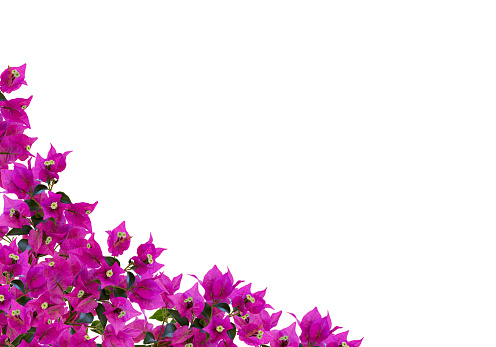 Floral mockup. Beautiful bougainvillia flowers isolated on white background. Space for your text. Top view. Flat lay. Can be used as a greeting card, floral frame.