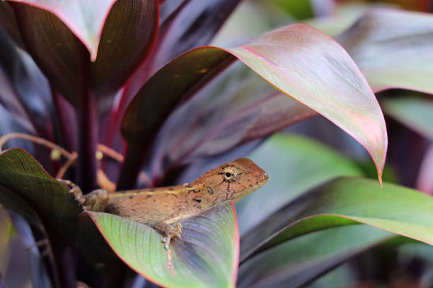 Chameleon relaxing amongst tropical tree foliage