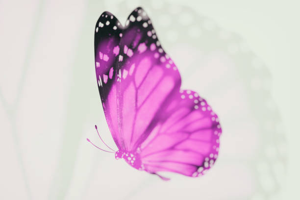 istock tropical Violet butterfly. isolated on white 1209279043