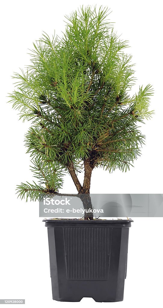 Bonsai em uma panela de plástico em fundo branco - Royalty-free Abeto Foto de stock