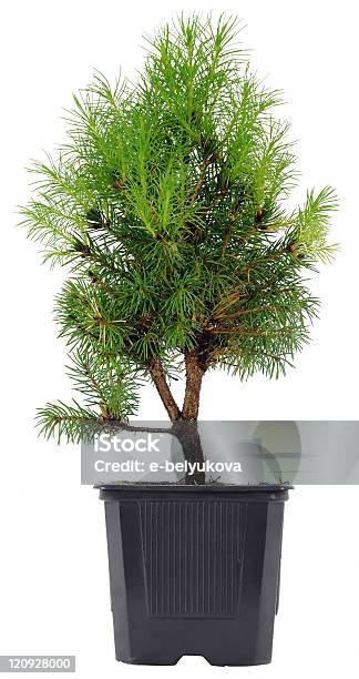 Bonsai Em Uma Panela De Plástico Em Fundo Branco - Fotografias de stock e mais imagens de Abeto - Abeto, Bonsai, China