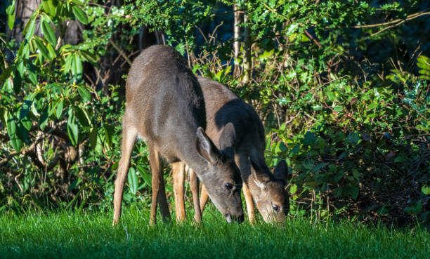 istock Deer Mother And Fawn Grazing On Grass 1209281328