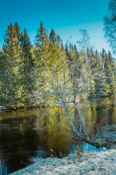 겨울 아침에 얼어 붙은 호수 에 가까운 뒤틀린 나무, bratetjern - ladscape 뉴스 사진 이미지