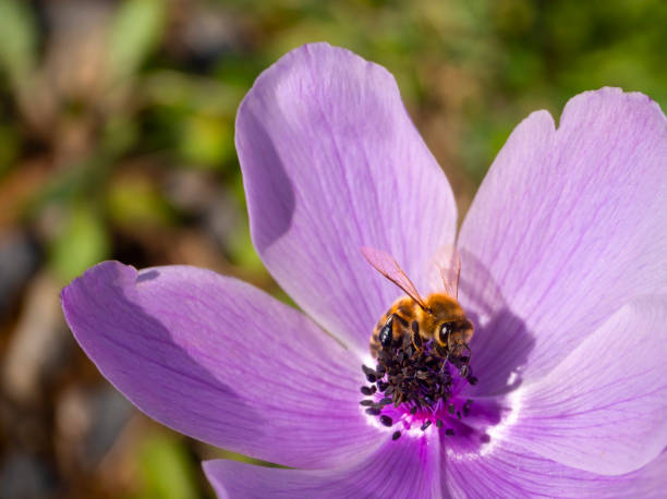 Lilac flower Anemone coronaria and bee on a Sunny day in Greece Lilac flower Anemone coronaria and bee on a Sunny day in Greece japanese anemone windflower flower anemone flower stock pictures, royalty-free photos & images