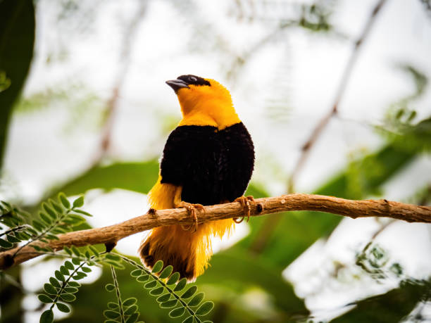 istock black and yellow bird on branch 1209285606