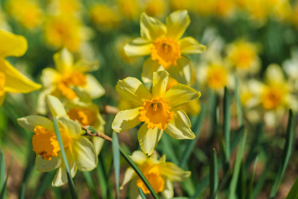 istock fresh beautiful yellow daffodils in the flower garden. spring 1209285674