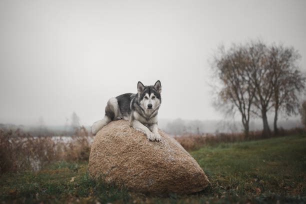 istock Alaskan Malamute dog on a stone 1209286254