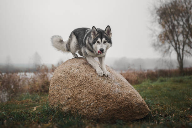 istock Alaskan Malamute dog on a stone 1209286281