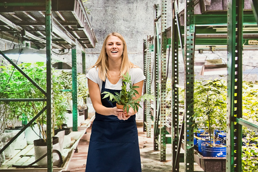 Waist up of aged 20-29 years old who is beautiful with long hair caucasian female standing at the farm in the greenhouse wearing apron who is smiling and holding marijuana