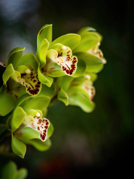 istock green orchids with purple center 1209286356